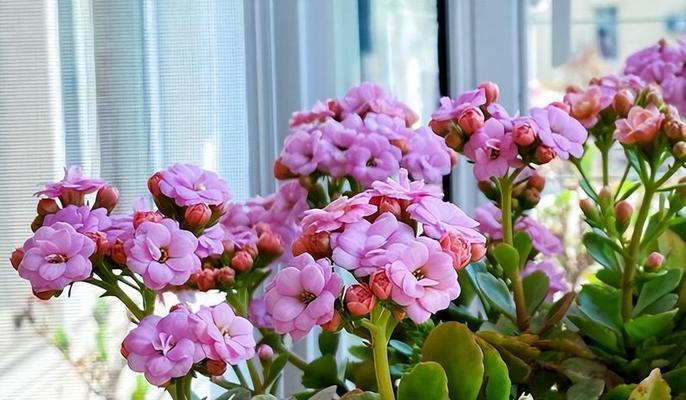 夏季长寿花养殖全攻略（高温下如何打理长寿花，让它更加茁壮健康）