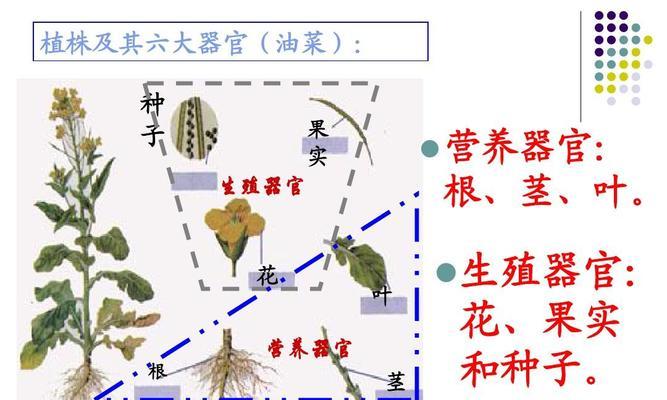 根的分类与作用（探究植物和动物的根系构造及其重要作用）