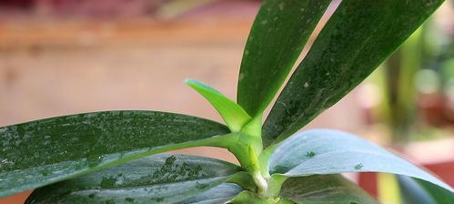 夏季蝴蝶兰的养护技巧（打造绚丽花海，这些养护方法你得知道！）