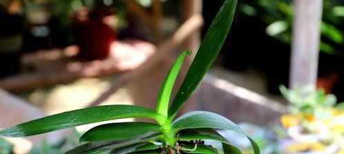 夏季蝴蝶兰的养护技巧（打造绚丽花海，这些养护方法你得知道！）