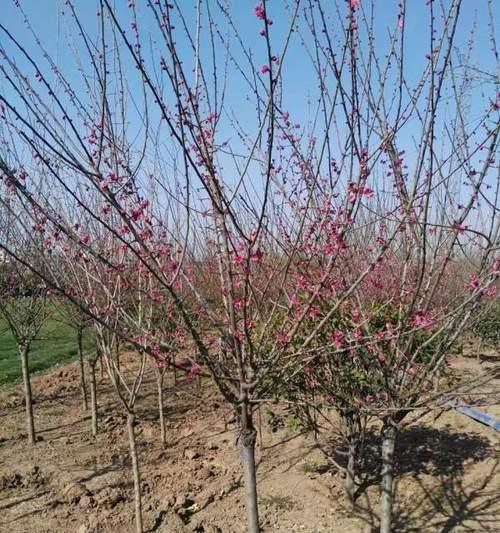 红梅树种植方法详解（打造美丽园林的秘密步骤、技巧、注意事项）