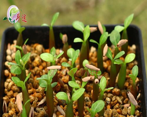 如何种植月季种子（种植时间和方法详解，轻松培育美丽月季）