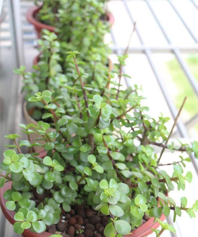 打造金枝玉叶的秘诀（金枝玉叶植物的养护指南）