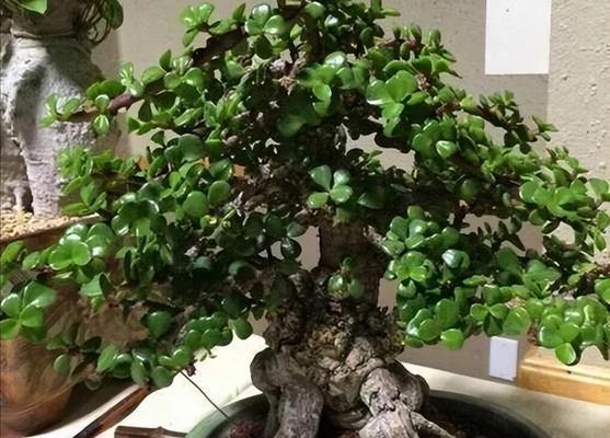 打造金枝玉叶的秘诀（金枝玉叶植物的养护指南）
