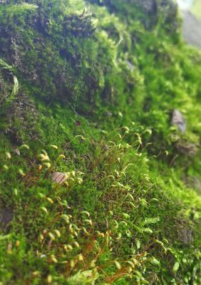 苔藓种植指南（打造自己的苔藓世界，从这里开始！）