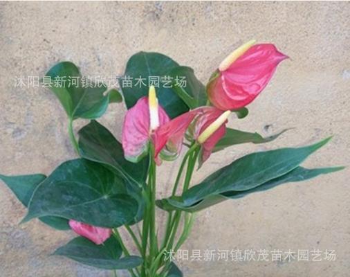 云南红掌种植方法全解析（学会种植云南红掌，让家里多一份绿意）