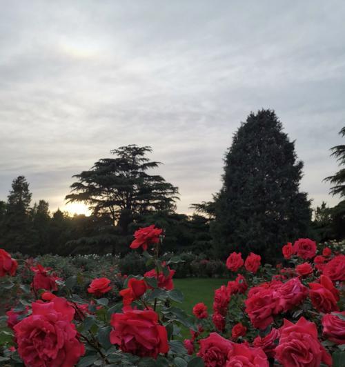 月季花的开花时间（了解月季花开花时间，打造美丽花园）