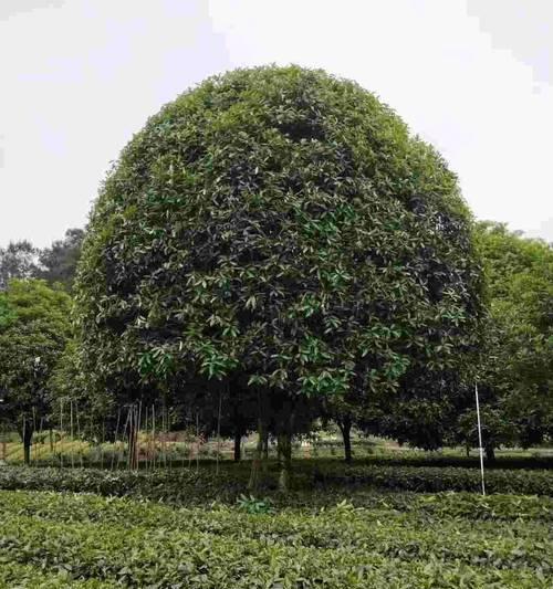 如何种植健康的桂花树？（注意事项和技巧）