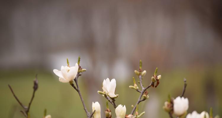 白玉兰花养殖全攻略（种植技巧、养护方法、常见问题）