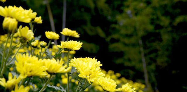 如何让菊花又矮又壮——菊花养护技巧（菊花，轻松养护，快乐观赏）