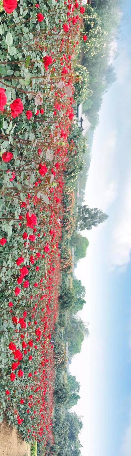 玫瑰花期的长短与时间分布（了解玫瑰花期，从时间出发）