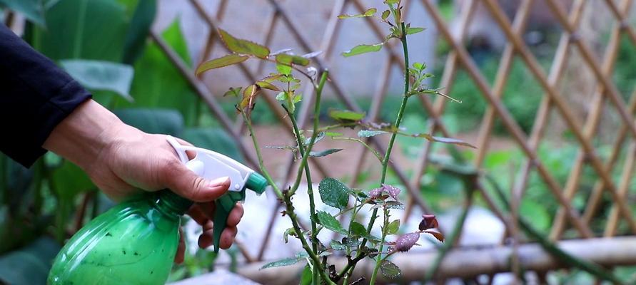 月季花的养护与管理（打造枝繁叶茂的月季花园）