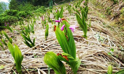 白芨种子种植技术（从选种到收获，轻松掌握白芨种植技巧）