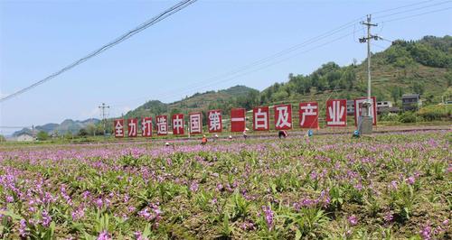 白芨种子种植技术（从选种到收获，轻松掌握白芨种植技巧）