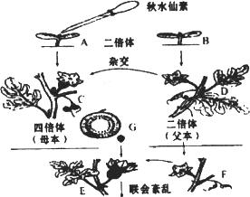 无子番茄的形成机制（揭秘番茄果实发育过程中的奥秘）