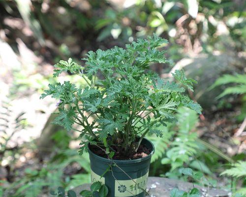 驱蚊盆栽，环保又有效（8种常见植物让你远离蚊虫侵扰）