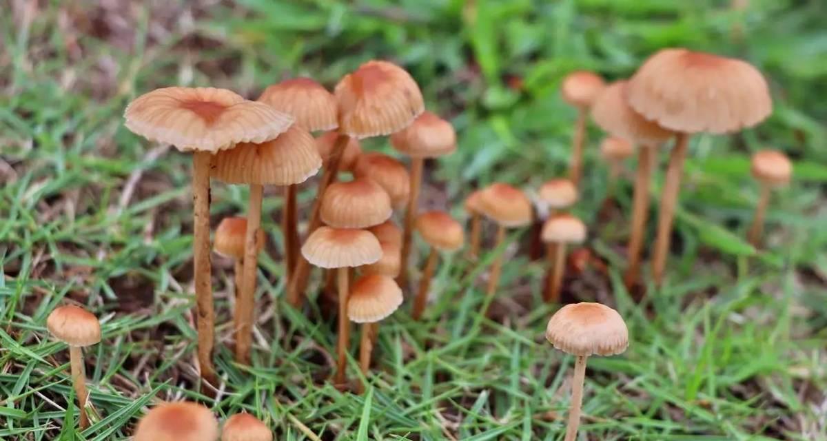 有毒的蘑菇——千万别误食！（了解有毒蘑菇的危害，珍爱生命从我做起！）