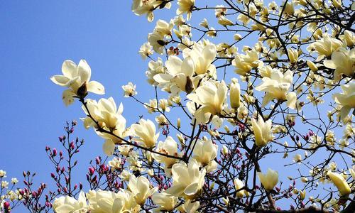 探寻上海市花（盛开在城市中的百花园）