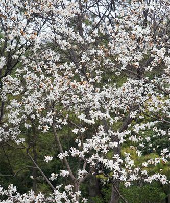 探寻上海市花（盛开在城市中的百花园）