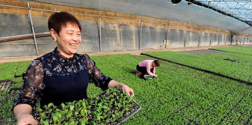 有机蔬菜种植技术与管理（打造绿色生态农业——以有机蔬菜为例）