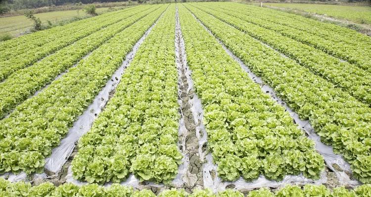 有机蔬菜种植技术与管理（打造绿色生态农业——以有机蔬菜为例）