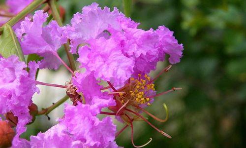 盛开紫薇，繁华四季（紫薇树的特点、分布、繁殖方法与应用）