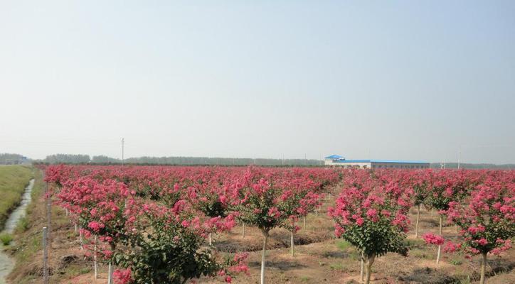 盛开紫薇，繁华四季（紫薇树的特点、分布、繁殖方法与应用）