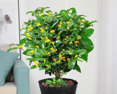 四季桂花适合在室内养吗？（了解四季桂花的特性与栽培技巧，让你也能在家中观赏美丽的桂花。）