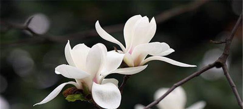 白玉兰——美丽高贵的花语（探寻白玉兰的花语和文化内涵）