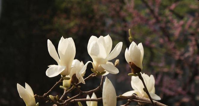 白玉兰——美丽高贵的花语（探寻白玉兰的花语和文化内涵）