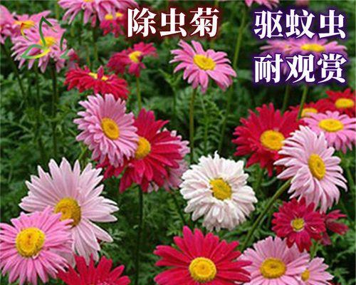 除虫菊种子种植指南（从种植到收获，打造健康绿色生活）