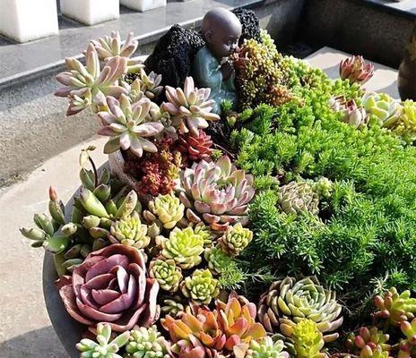 多肉种植秘籍（让你的多肉成活无忧，从种植时间开始）