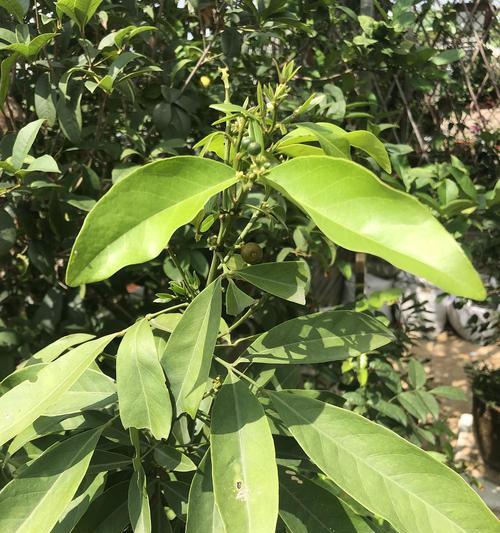 芸香科植物——气味与美感的完美结合（探寻芸香科植物的多样性和神奇之处）