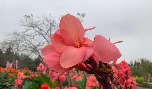 美人蕉盛放的季节（探寻美人蕉开花的奥秘）