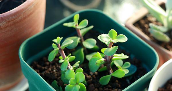 多肉种植方法大全（从选材到养护，打造自己的多肉花园）