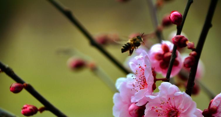 美人梅盛开，春日芬芳（几月开花，美丽绽放）