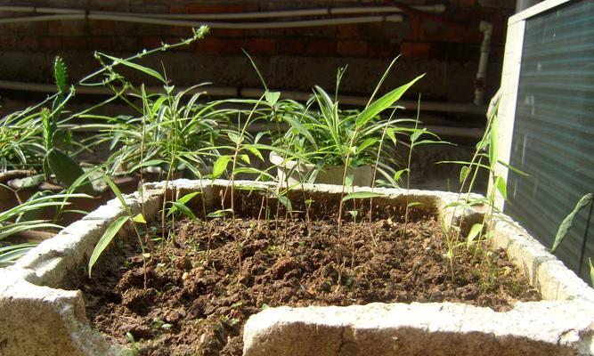 毛竹种子的种植方法（一步一步教你如何种植毛竹种子）
