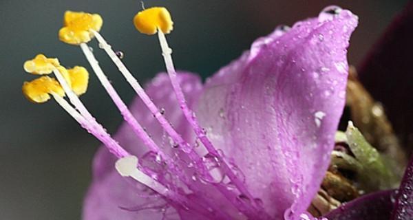 如何养护盆栽紫罗兰——打造室内美丽花园（从选购到养护，一步步教你打造室内美丽花园）