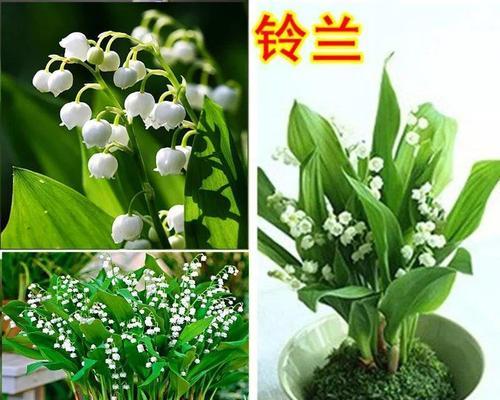 如何种植美丽的铃兰花（从选址到育苗，一步步教你打造花园中的明星植物）