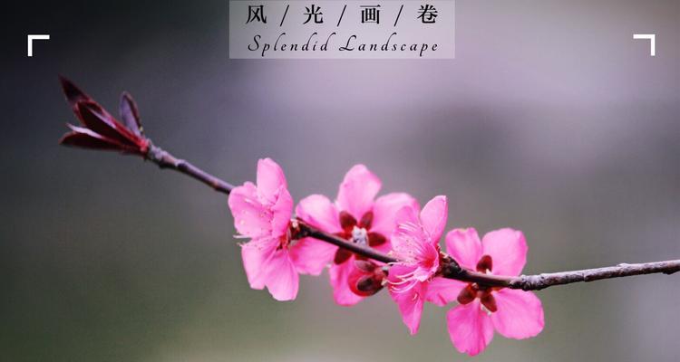 二月的花海，让春天提前来临（探寻二月开花的奥秘，赏美如画的花海景观）