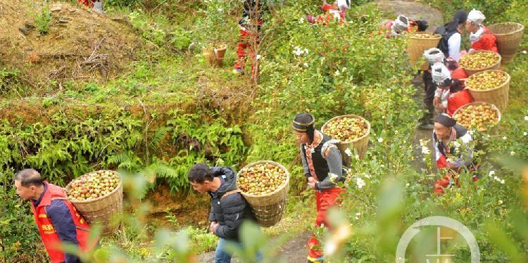 如何种植油茶（掌握油茶种植技巧，开创新农业时代）