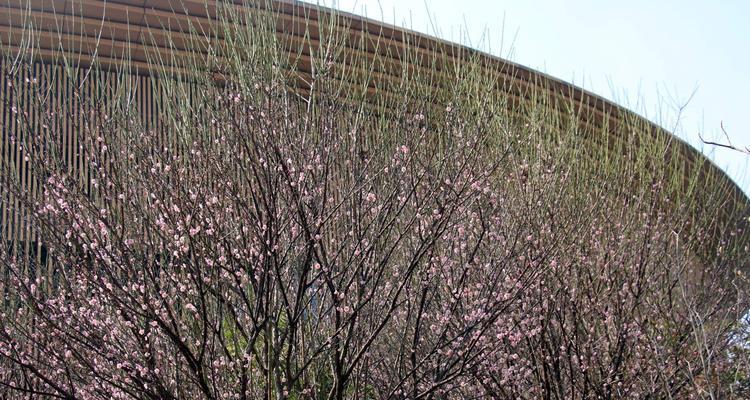 梅花种子种植全攻略（从时间、方法到注意事项，做好这些就能在春天迎来梅花盛开）