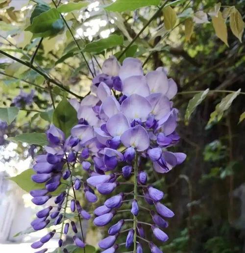 寓意深刻的紫藤花——花语与文化内涵（深入解析紫藤花背后的情感寓意和文化象征）