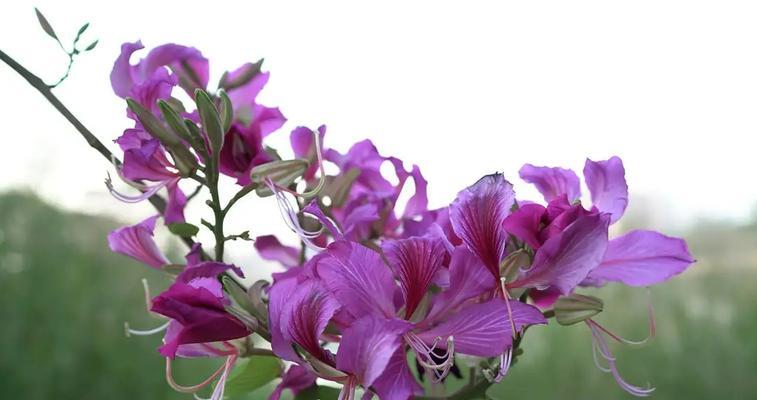 揭秘紫荆花的花语与寓意（深入了解紫荆花的象征意义与文化内涵）