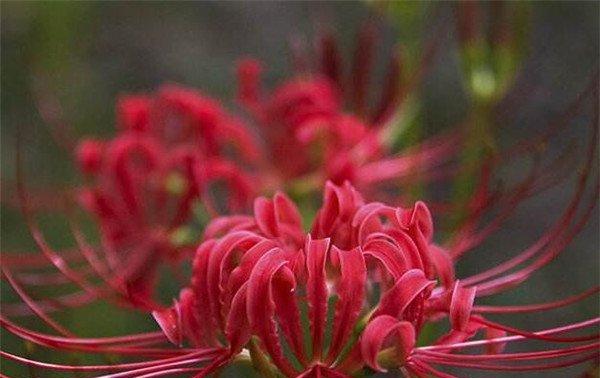 曼珠沙华——神话传说与花语（探寻花海中的神话传说，揭秘曼珠沙华的奥秘）