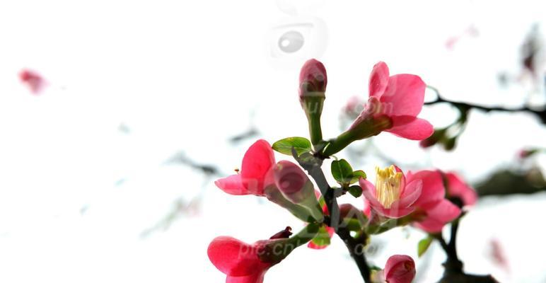 海棠花语与象征意义（探寻万物生命的奥秘）