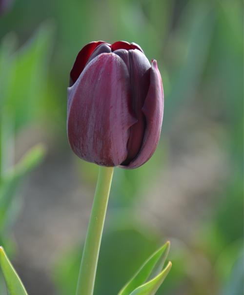 郁金香花语的含义（探究郁金香的意蕴）