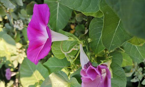 牵牛花的花语与传说（解析中国古代最具传奇色彩的植物，了解牵牛花的背后故事）