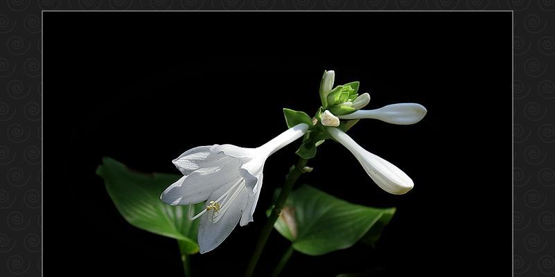白玉簪的花语（传递永恒的纯洁和美丽）
