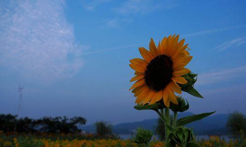 太阳花的花语与寓意（向阳、信仰与爱）